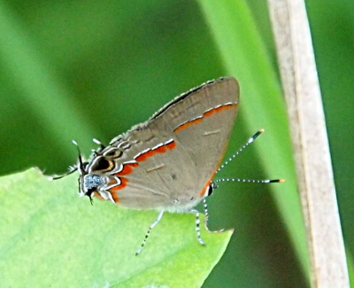 [This butterfly faces to the right. It is mostly gray with a band of thin white, thin black, and a wider reddish-orange striping on the back part of the wings. At the rear are black and orange semi-cirles sections on the wings and two extensions that give the appearance of being tails. The 'tails' are black with white tips. The legs and antennas are black and white stripes. ]
